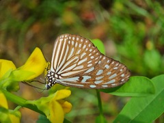 Ideopsis vulgaris