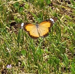 Danaus petilia