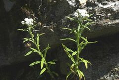 Anaphalis margaritacea