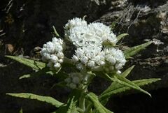 Anaphalis margaritacea