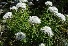 Anaphalis margaritacea