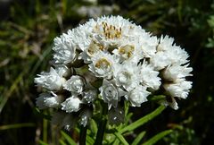 Anaphalis margaritacea