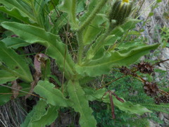 Schlagintweitia intybacea