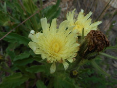 Schlagintweitia intybacea