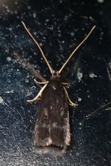 Lecithocera