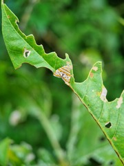 Choreutis