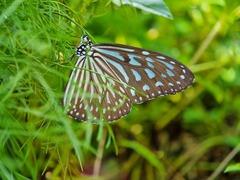 Ideopsis vulgaris