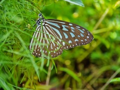 Ideopsis vulgaris