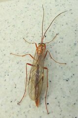 Ophion obscuratus