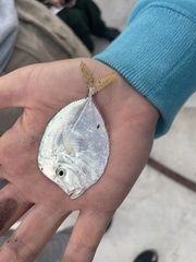 Selene setapinnis
