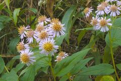 Aster ageratoides
