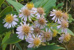 Aster ageratoides