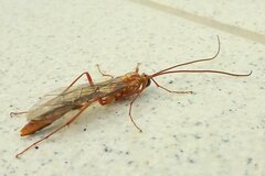 Ophion obscuratus