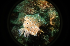 Hypselodoris tryoni