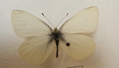 Pieris rapae