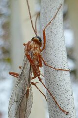 Ophion obscuratus