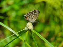 Luthrodes pandava