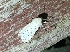 Spilosoma lubricipeda