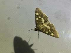 Herpetogramma luctuosalis