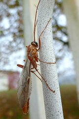 Ophion obscuratus