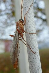 Ophion obscuratus