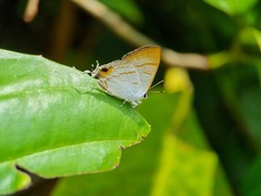 Hypolycaena thecloides