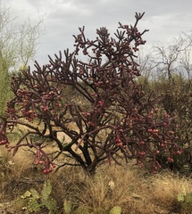 Cylindropuntia thurberi