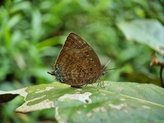 Arhopala centaurus