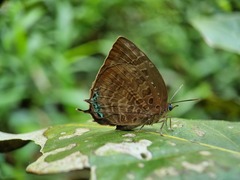 Arhopala centaurus