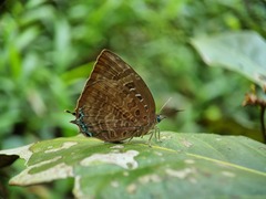 Arhopala centaurus