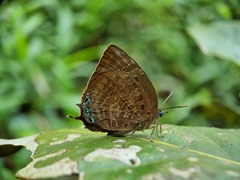 Arhopala centaurus