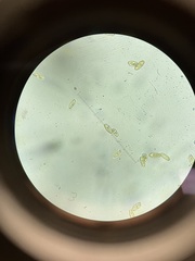 Hortiboletus campestris