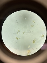 Hortiboletus campestris