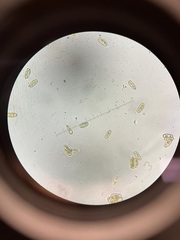 Hortiboletus campestris