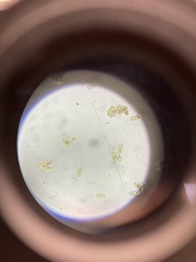 Hortiboletus campestris