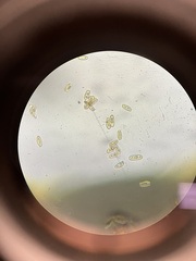 Hortiboletus campestris