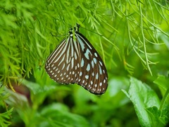 Ideopsis vulgaris