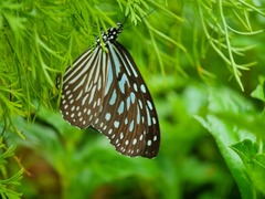 Ideopsis vulgaris