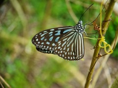 Ideopsis vulgaris