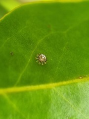 Euthalia adonia pinwilli