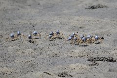 Mictyris longicarpus