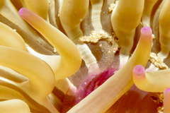 Periclimenes scriptus