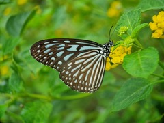 Ideopsis vulgaris