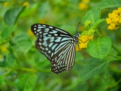 Ideopsis vulgaris