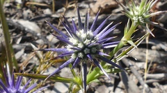 Eryngium ovinum