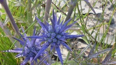 Eryngium ovinum