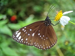 Euploea crameri