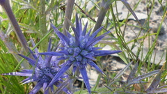Eryngium ovinum