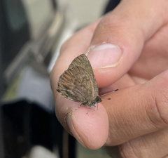 Callophrys augustinus