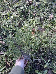 Ambrosia psilostachya